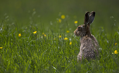 Brown Hare sitting in tall grass at spring - GB