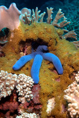 Blue Sea Star on the reef - Apo Philippines