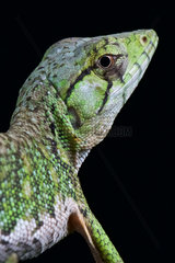 Portrait of Monkey lizard (Polychrus marmoratus)  Suriname