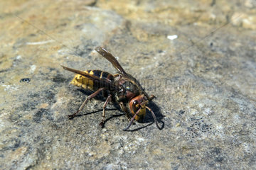 European hornet (Vespa crabro) on a rock in the spring  Hill of Maures  Surroundings of Hyeres  Var 83  France