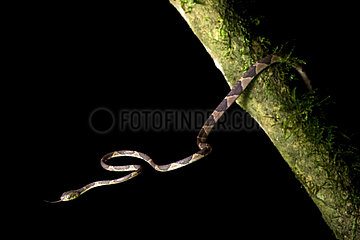 Northerm Cat-eyed Snake (Leptodeira septentrionalis)  Chocó colombiano  Ecuador