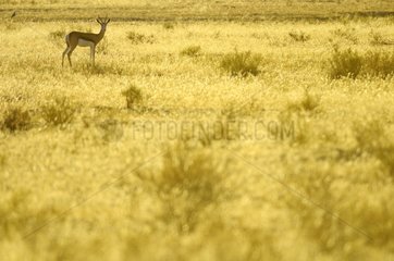 Springbok (Antidorcas marsupialis) at sunrise in Kgalagadi  Kgalagad Transfrontier Park  North Cape  South Africa