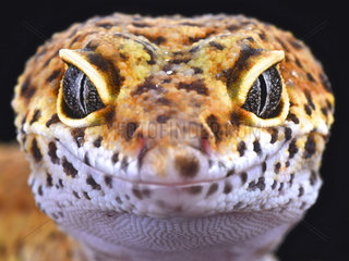 Portrait of Leopard gecko (Eublepharis macularius)