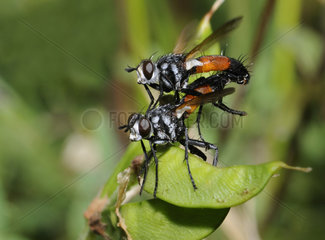 Tachinid flies mating - Northern Vosges France