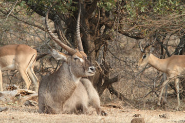 Waterbuck and Impalas resting in savannah - South Africa