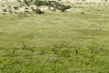 Masai Giraffes walking in the savannah - Lake Magadi Kenya