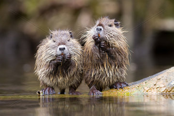 Coypus (Myocastor coypus)  eating at the edge of water  France