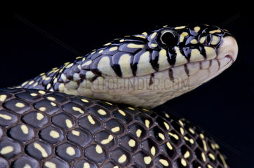 Speckled King Snake (Lampropeltis getula holbrooki)  USA