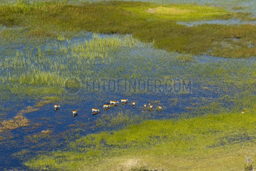 Lechwe kobs (Kobus leche) in Okavango delta  Botswana