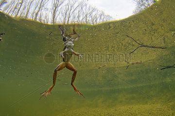 Agile frog (Rana dalmatina) in a pond of the Prairies du Fouzon  Loir et Cher  France