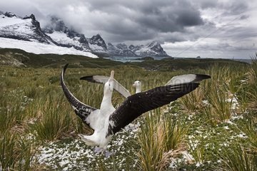 Wandering Albatross displaying - South Georgia