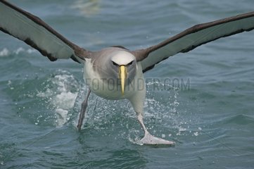 Shy Albatross off - Kaikoura New Zealand