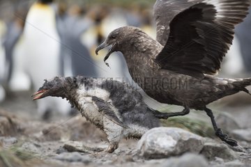 Brown Skua attacking a young Gentoo Penguin - South Georgia