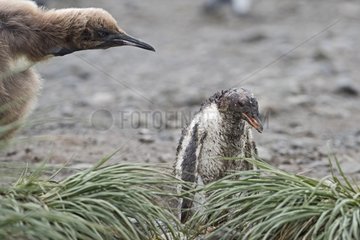 Young Gentoo Penguin and young Royal Penguin - South Georgia