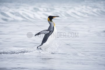 King Penguinout of water - South Georgia