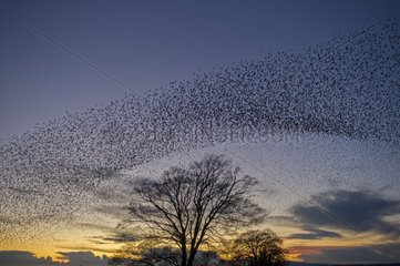Starlings murmmurating prior to going to roost - Scotland