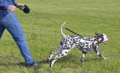 Dalmatian walking with its master France