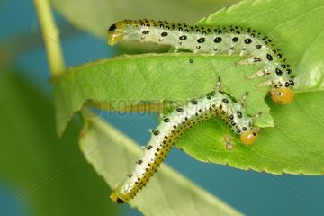 Sawfly caterpillars devouring a leaf Moeraske Evere