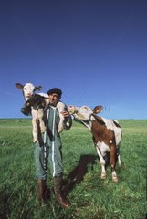 Züchter trägt ein neugeborenes Montbéliard -Kalbfleisch auf dem Rücken