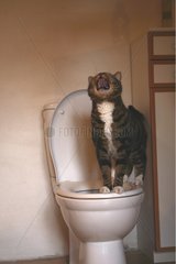 Cat sitting on the edge of the toilet bowl