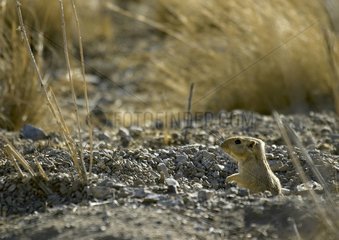 Great gerbil leaving its hole in spring Kazakhstan