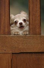 A Chihuahua barking behind a portal Yport France