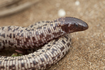 Checkerboard Worm Lizard (Trogonophis wiegmanni elegans)  Northwest Morocco