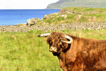 Portrait of Bull Highland in the moor - Scotland