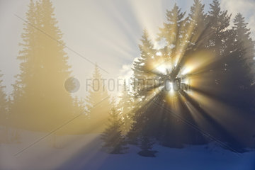 Sun through the fog and conifers - Alpes France