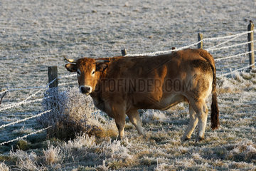 Aubrac cow (Bos taurus) in a frosty meadow  Lorraine  France