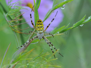Wasp Spider on its web after rain - France