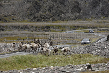 Reindeers crossing a road - Varanger Norway