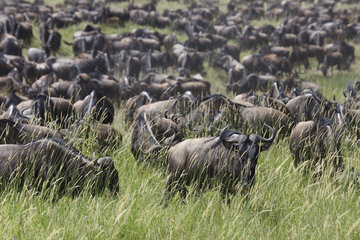 Blue Wildebeest in the savannah - Serengeti Tanzania]