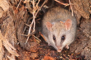 Black-tailed tree rat (Thallomys nigricauda)  Southern Africa