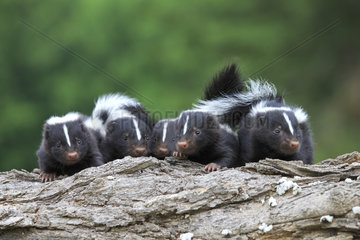 Young Striped Skunks on a trunk - Minnesota