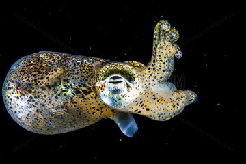 Dwarf bobtail squid (Sepiola rondeletii)  Etang de Thau  Bouzigues  Herault  Occitania  France