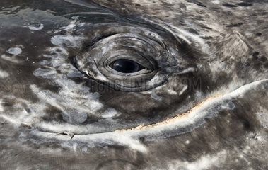 Eye of a gray whale - Pacific coast of Mexico