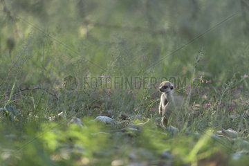 Meerkat (Suricata suricatta) young standing  Kgalagadi  South Africa