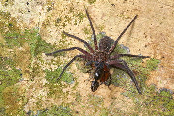 Huntsman spider (Heteropoda sp) eating an Aant  Danum valley  Sabah  Borneo  Malaysia