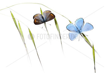 Butterflies warming up at dawn on white background