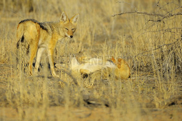 Black-backed jackal( Canis mesomelas)  Kalahari Desert  Kgalagadi  South Africa. Jackals are social animals that live together and form very united couples that last a lifetime. Family groups can have up to six individuals. Couples use a very complex body language.