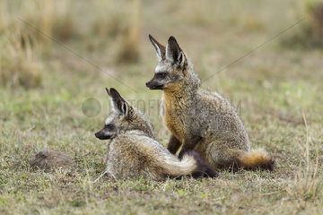 Bat-eared foxes in Savannah - Masai Mara Kenya