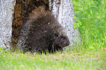 North American porcupine in the trunk of a tree - Minnesota