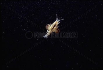 Amphipod with other planktonic amphipods curled on its sides