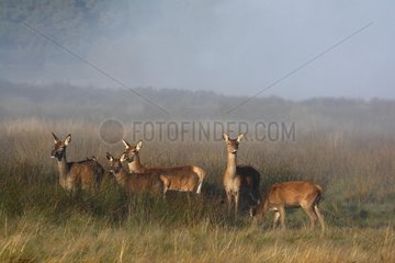 Herd of hinds in a clearing in autumn Great Britain