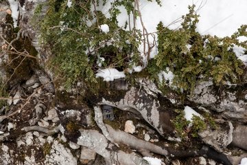 Camera trap hidden in the roots of a tree PNR Vercors France