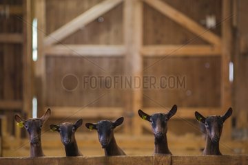 Goats in a barn in winter France