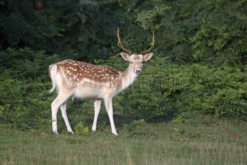 Male Fallow deer Kent England