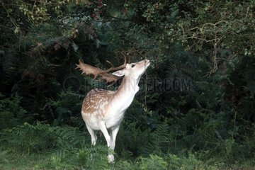 Male Fallow deer eating leaves Kent England