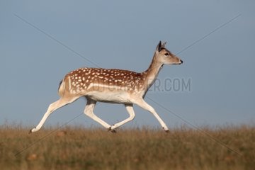 Female Fallow deer running Kent England